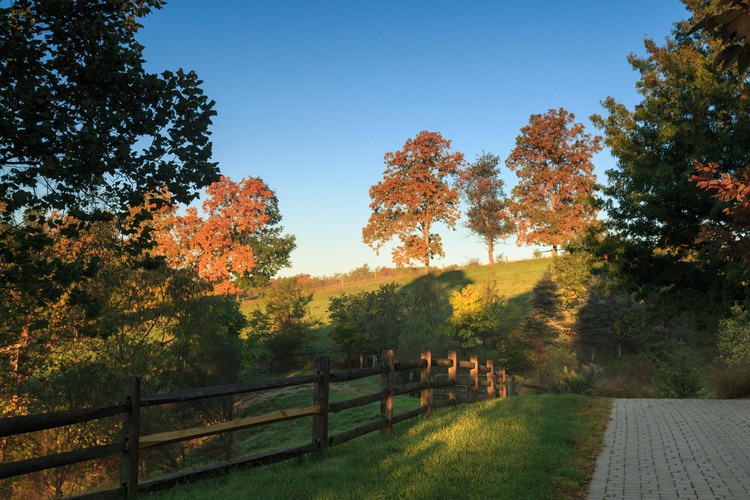 Fence in field of grass and tress