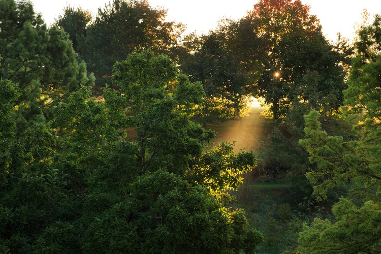 Trees with sunlight shining through